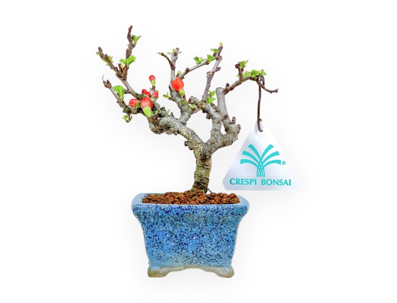 Chaenomeles Chojubai - Cotogno - 14,5 cm