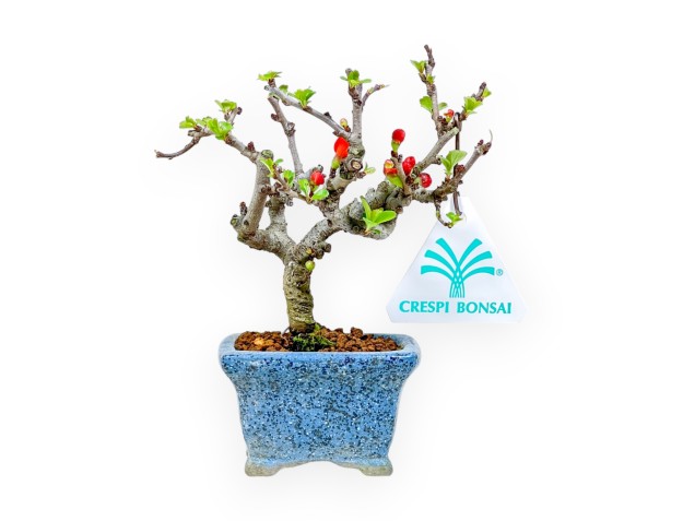 Chaenomeles Chojubai - Cotogno - 14,5 cm