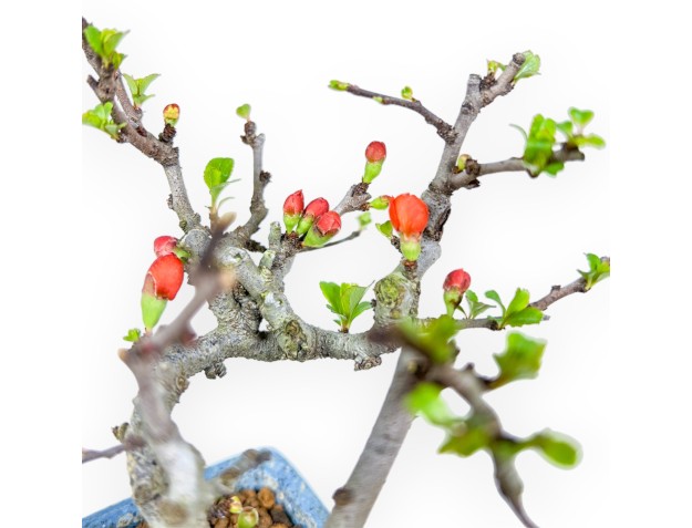 Chaenomeles Chojubai - Deshojo - 14,5 cm 2