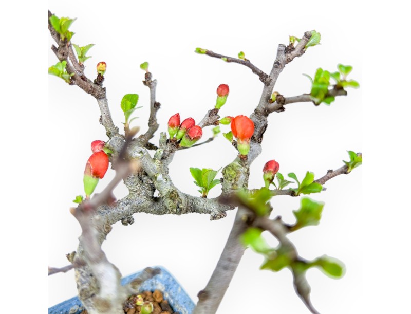 Chaenomeles Chojubai - Kweepeer - 14,5 cm
