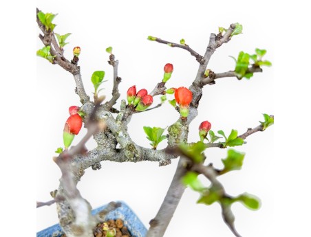 Chaenomeles Chojubai - Kweepeer - 14,5 cm