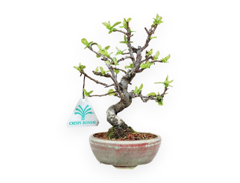 Pseudocydonia Chinensis - Cotogno - 19 cm