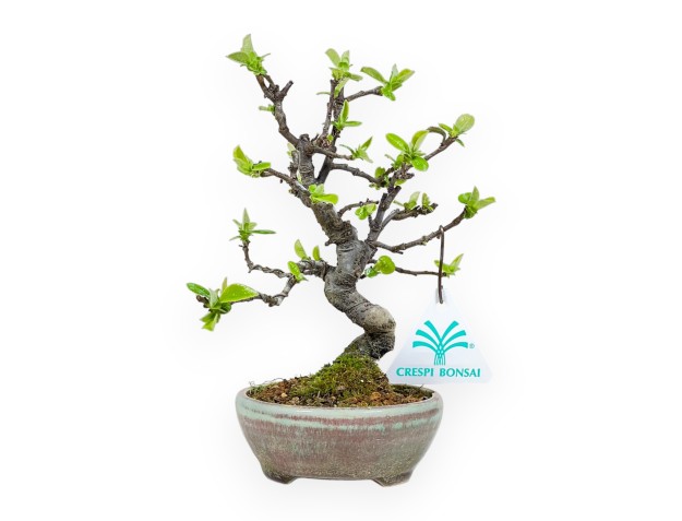 Pseudocydonia Chinensis - Apple Tree - 19 cm