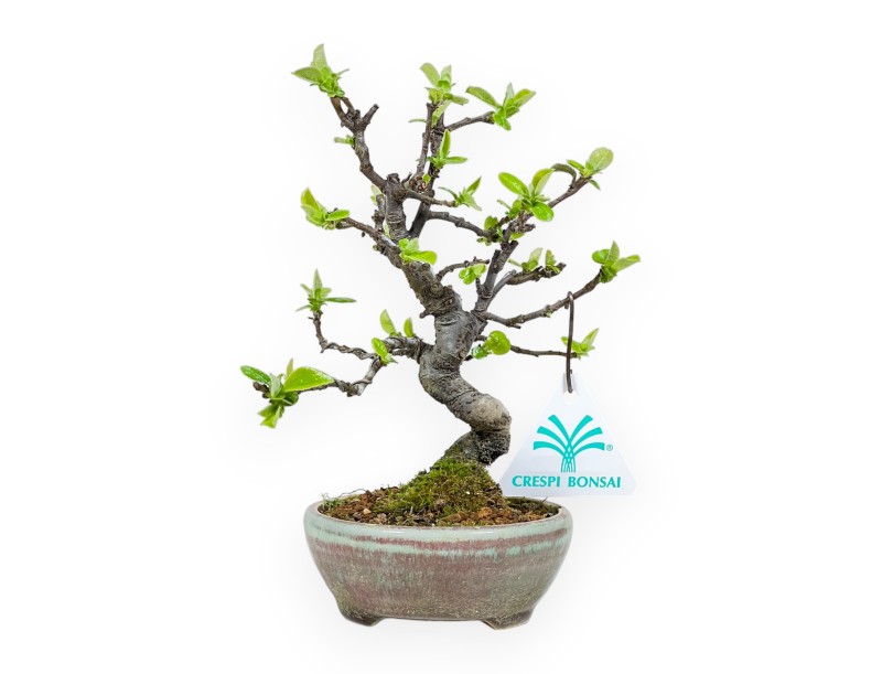 Pseudocydonia Chinensis - Apple Tree - 19 cm