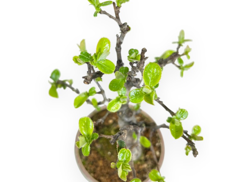 Pseudocydonia Chinensis - Apple Tree - 19 cm