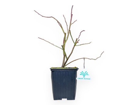 Itea Virgrinica FE Love Child - 30 cm