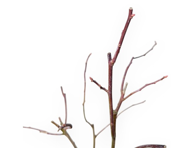Itea Virgrinica FE Love Child - 30 cm 2