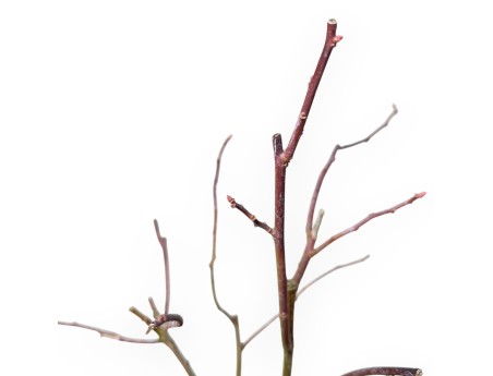 Itea Virgrinica FE Love Child - 30 cm