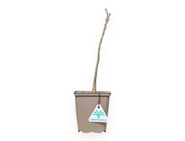 Wisteria Sinensis - 30 cm