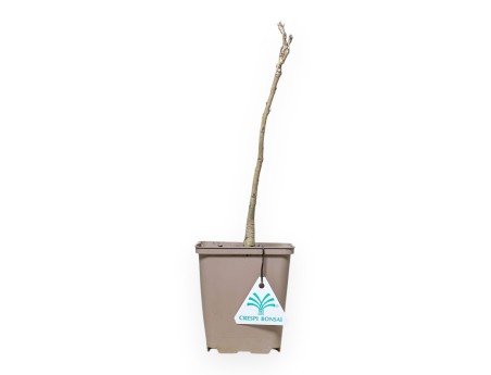 Wisteria Sinensis - 30 cm