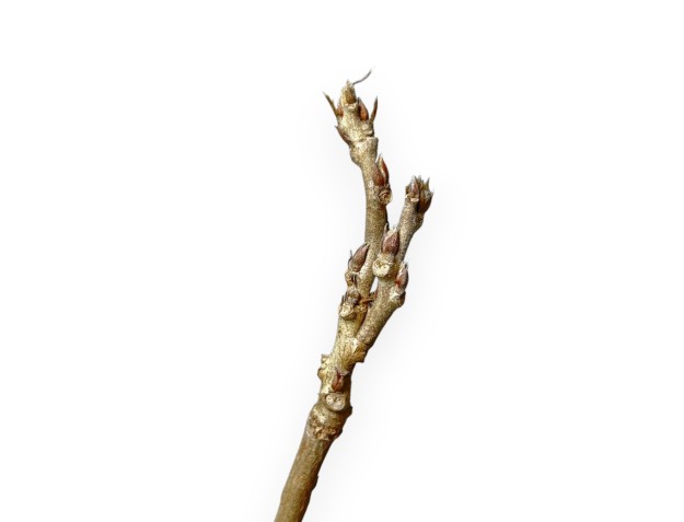Wisteria Sinensis - 30 cm 2
