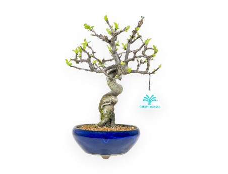 Pseudocydonia Chinensis - Apple Tree - 26 cm
