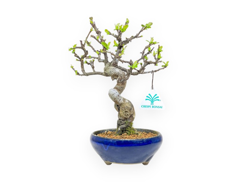 Pseudocydonia Chinensis - Apple Tree - 26 cm