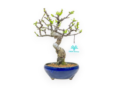 Pseudocydonia Chinensis - Apple Tree - 26 cm
