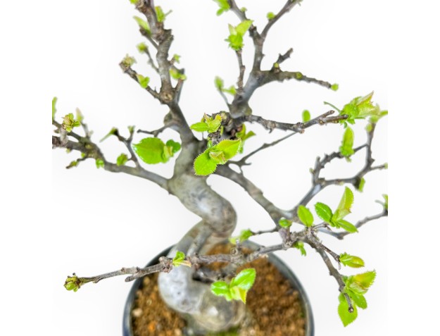Pseudocydonia Chinensis - Cognassier - 26 cm 2