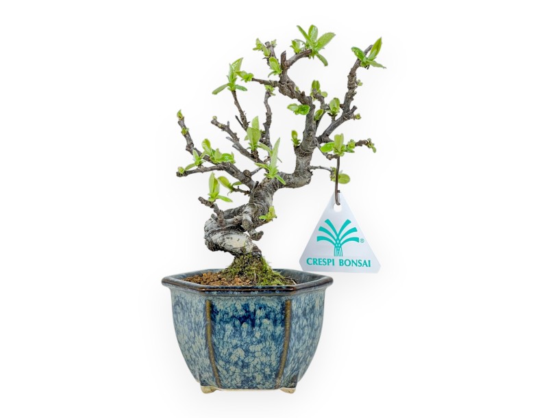 Pseudocydonia Chinensis - Apple Tree - 19 cm