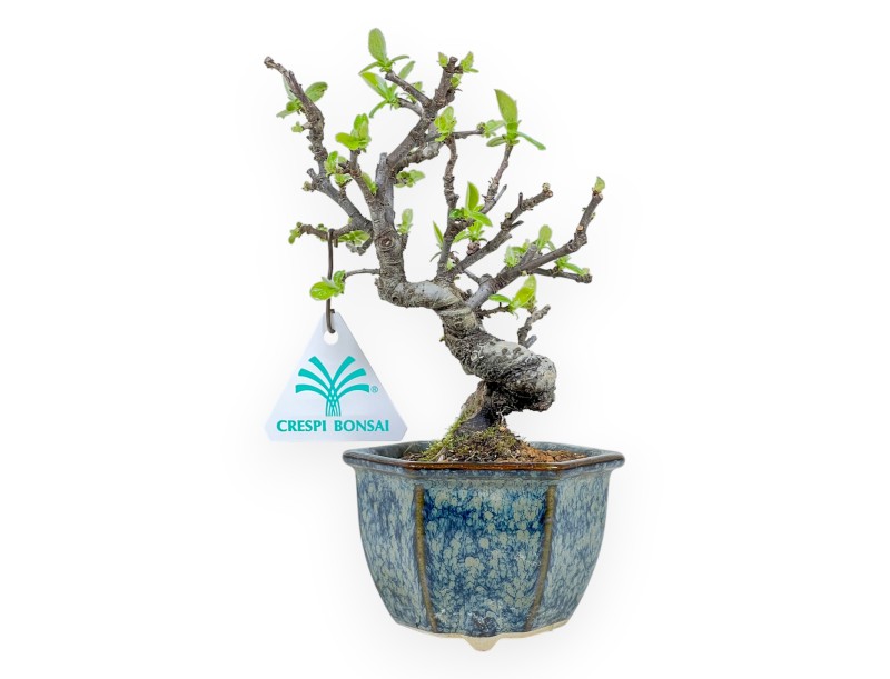 Pseudocydonia Chinensis - Cognassier - 19 cm
