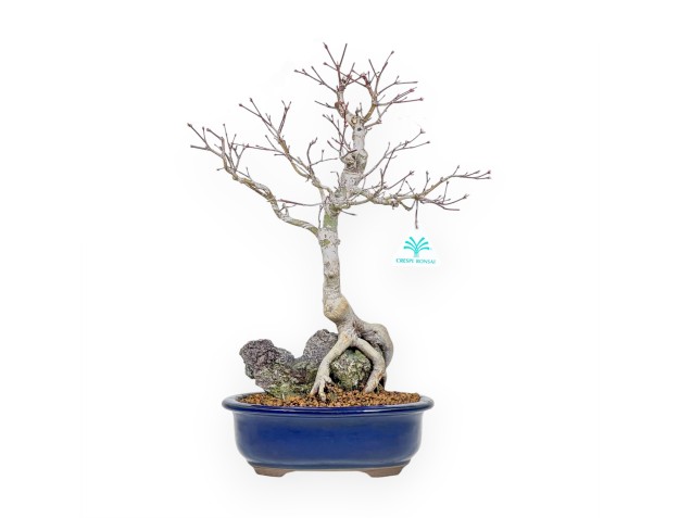 Acer Palmatum - Ahorne - 42 cm