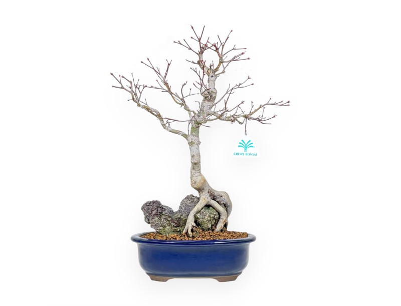 Acer Palmatum - Arce - 42 cm