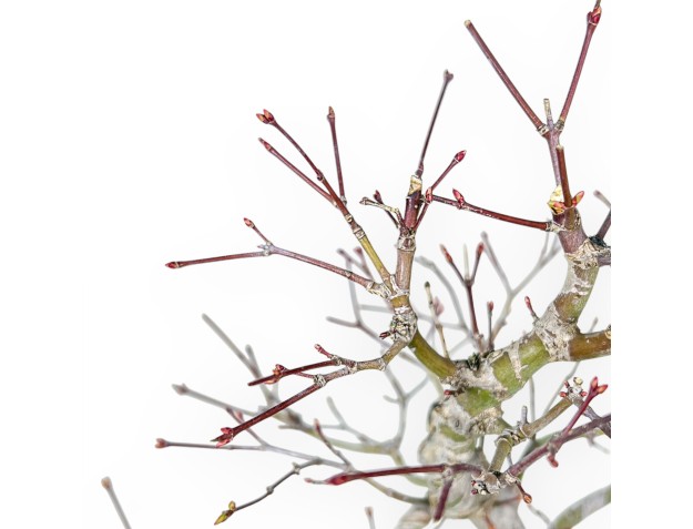 Acer Palmatum - Érable - 42 cm 2