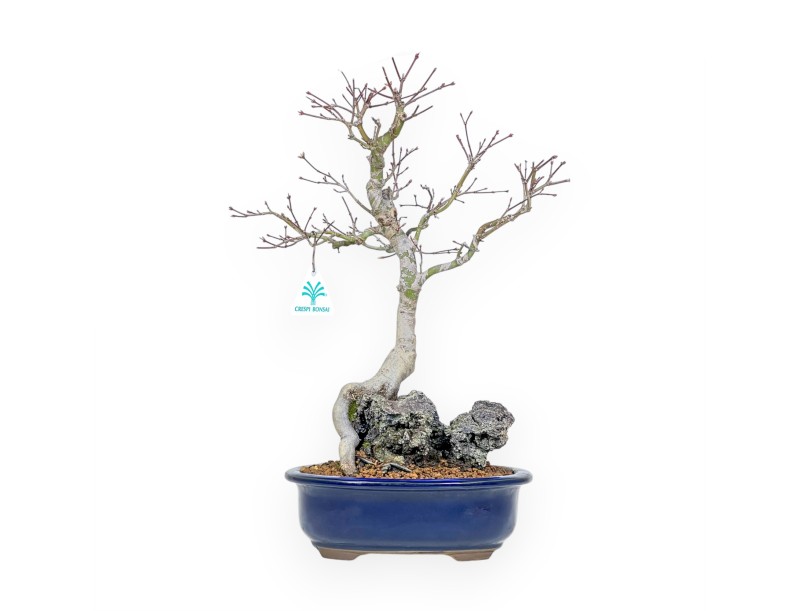 Acer Palmatum - Esdoorn - 42 cm
