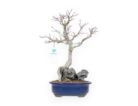 Acer Palmatum - Arce - 42 cm