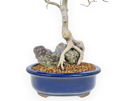 Acer Palmatum - Érable - 42 cm