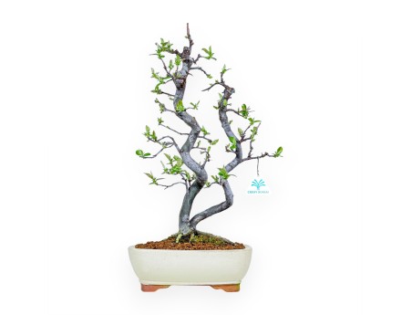 Pseudocydonia Chinensis - Cotogno - 47 cm