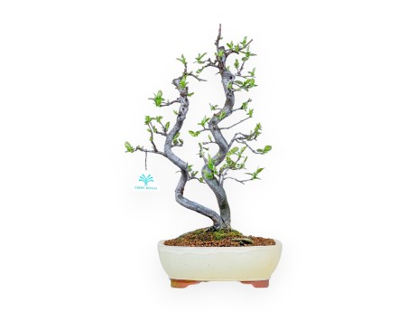 Pseudocydonia Chinensis - Cognassier - 47 cm