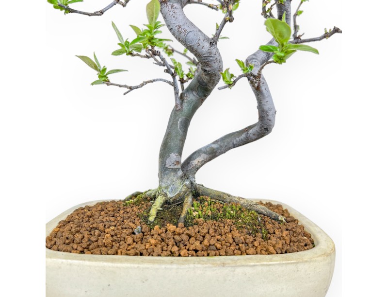Pseudocydonia Chinensis - Cotogno - 47 cm