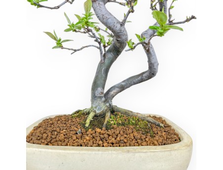 Pseudocydonia Chinensis - Apple Tree - 47 cm