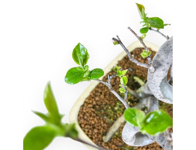 Pseudocydonia Chinensis - Apple Tree - 47 cm 2