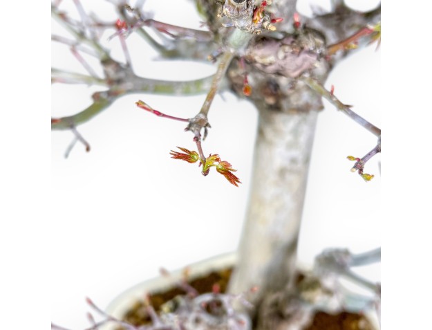Acer Palmatum Viridis - Esdoorn - 54 cm 2