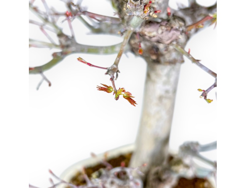 Acer Palmatum Viridis - Ahorne - 54 cm