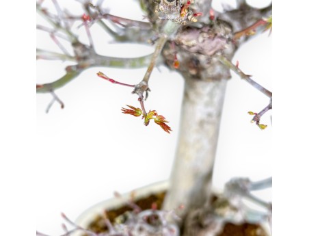 Acer Palmatum Viridis - Arce - 54 cm