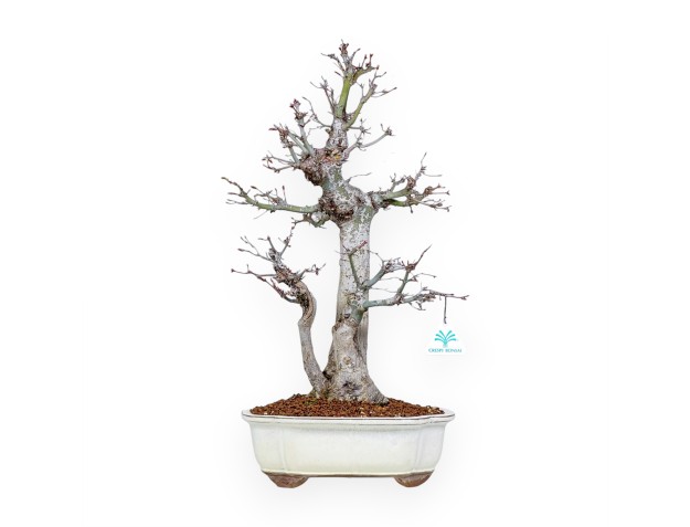 Acer Palmatum Viridis - Maple - 54 cm