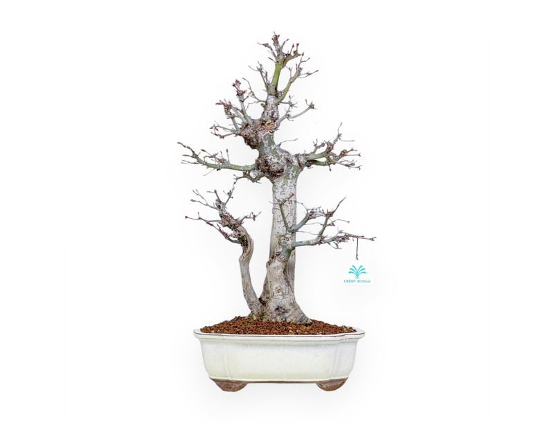 Acer Palmatum Viridis - Ahorne - 54 cm