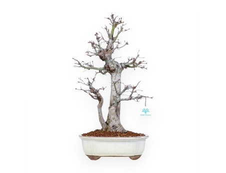 Acer Palmatum Viridis - Maple - 54 cm