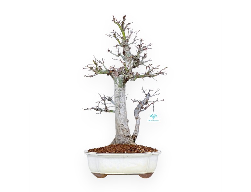Acer Palmatum Viridis - Arce - 54 cm