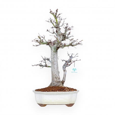 Acer Palmatum Viridis - Acero - 54 cm