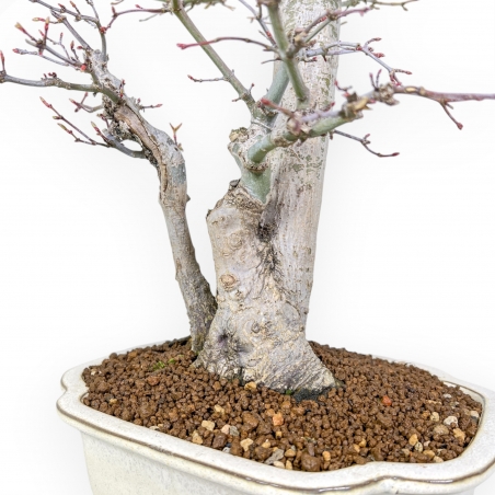 Acer Palmatum Viridis - Ahorne - 54 cm