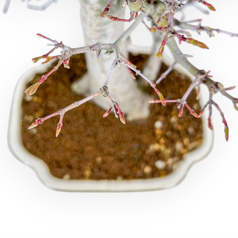Acer Palmatum Viridis - Ahorne - 54 cm