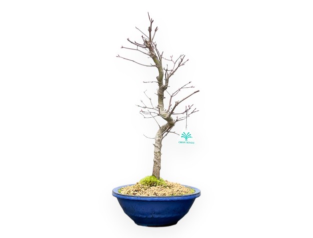 Acer Palmatum - Ahorne - 50 cm