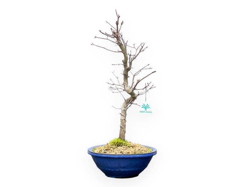 Acer Palmatum - Maple - 50 cm