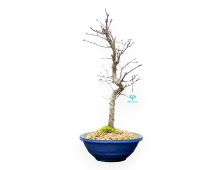 Acer Palmatum - Maple - 50 cm