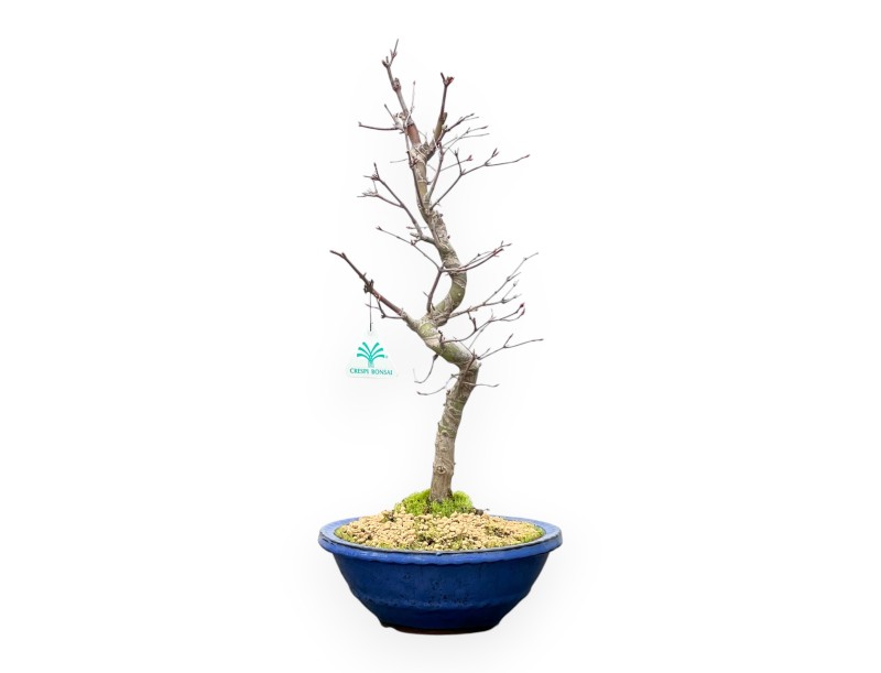 Acer Palmatum - Maple - 50 cm