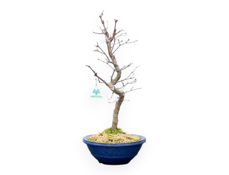 Acer Palmatum - Arce - 50 cm