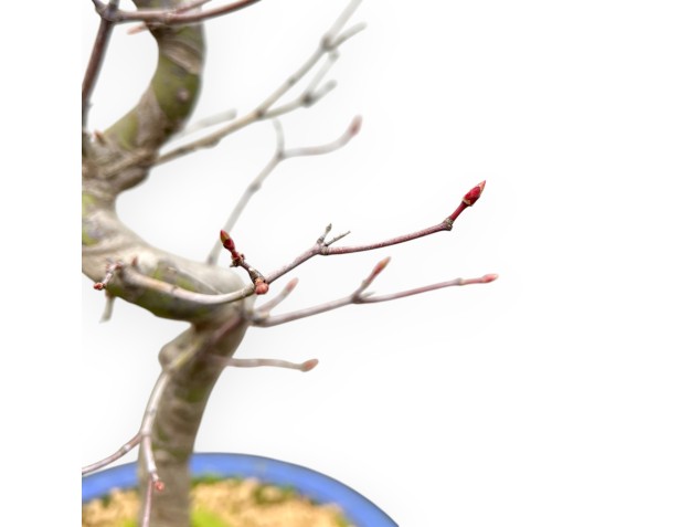 Acer Palmatum - Érable - 50 cm 2