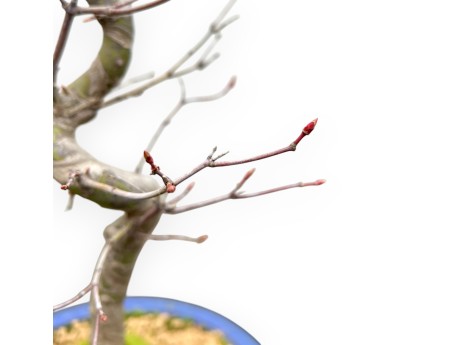 Acer Palmatum - Esdoorn - 50 cm