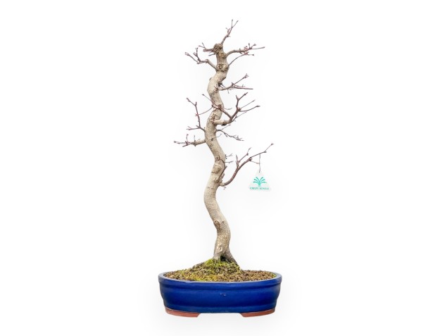Acer Palmatum Viridis - Esdoorn - 61 cm